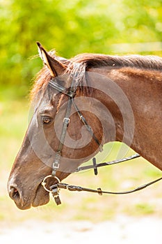 Brown wild horse on meadow idyllic field