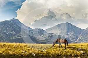 Brown wild horse roaming free in the Romanian Alps