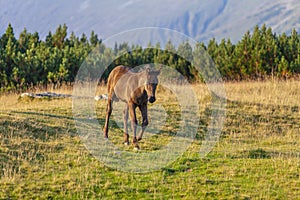 Brown wild horse roaming free in the Romanian Alps