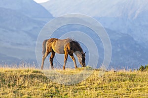 Brown wild horse roaming free in the Romanian Alps