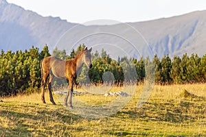 Brown wild horse roaming free in the Romanian Alps