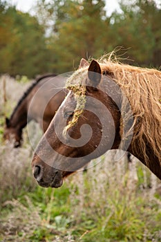 Brown wild horses close up