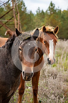 Brown wild horses close up