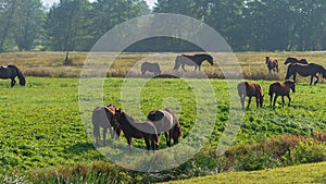 Brown wild horses graze in the meadow