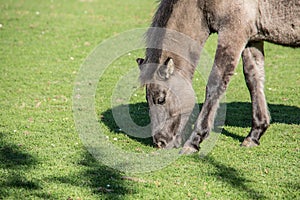Brown wild horse on pasture