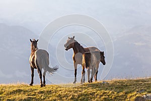 Brown wild horses roaming free in the Alps