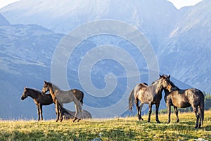 Brown wild horses roaming free in the Alps