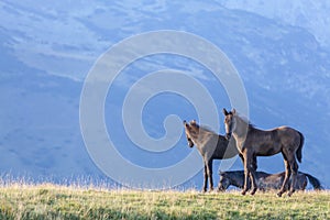 Brown wild horses roaming free in the Alps