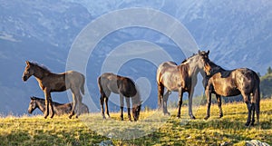 Brown wild horses roaming free in the Alps