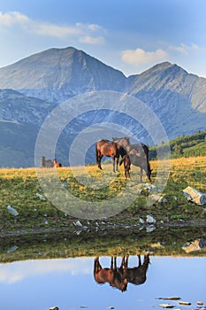 Brown wild horses roaming free in the Alps