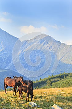 Brown wild horses roaming free in the Alps