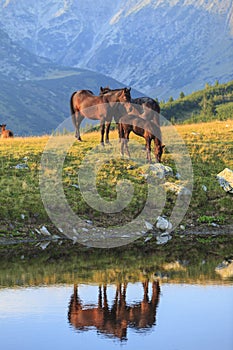 Brown wild horses roaming free in the Alps