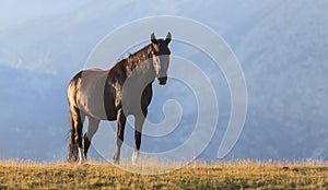 Brown wild horses roaming free in the Alps