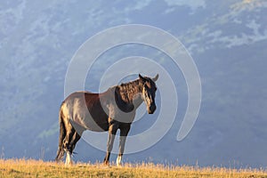 Brown wild horses roaming free in the Alps