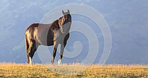 Brown wild horses roaming free in the Alps