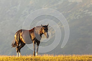 Brown wild horses roaming free in the Alps