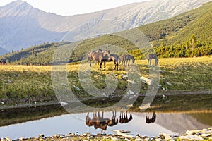 Brown wild horses roaming free in the Alps