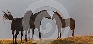 Brown wild horses roaming free in the Alps