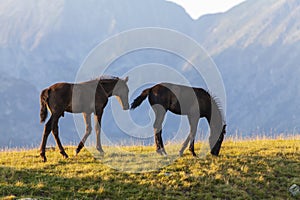 Brown wild horses roaming free in the Alps