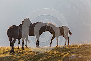 Brown wild horses roaming free in the Alps