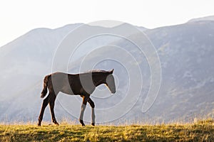 Brown wild horses roaming free in the Alps