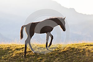 Brown wild horses roaming free in the Romanian Alps