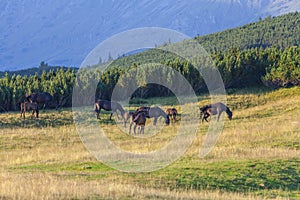 Brown wild horses roaming free in the Romanian Alps