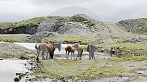 Brown wild horses on top of a mountain drinking water out of a source Galicia Spain