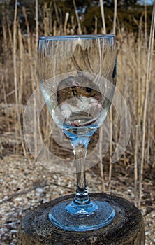 A wild house mouse eating seeds in a long stemmed wine glass.