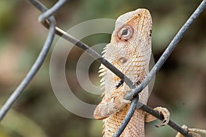 Brown wild lizard on a iron wall