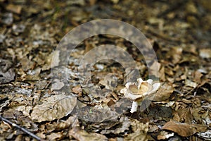 Brown wild mushrooms growing in dried leaves in the forest