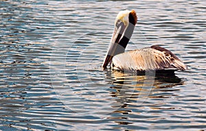 Brown Wild Pelican Bird San Diego Bay Animal Feathers