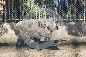 Brown wild pig at the zoo.