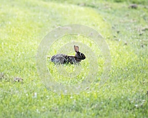 Brown, wild rabbit in grass photo