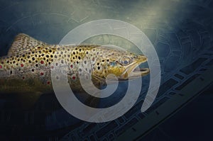 Brown wild trout under water. Fishing