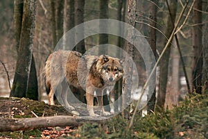 Brown wildlife Wolf