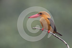 Brown Winged Kingfisher photo