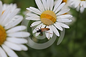 Brown winged and mustachioed beetle resting on a daisy.