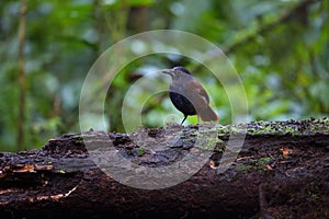 Brown-winged whistling thrush