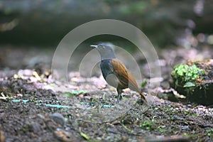 Brown-winged whistling thrush