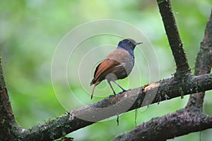 Brown-winged whistling thrush