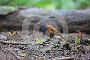 Brown-winged whistling thrush