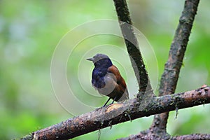 Brown-winged whistling thrush