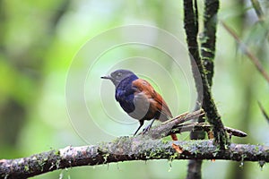 Brown-winged whistling thrush