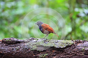 Brown-winged whistling thrush