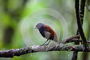 Brown-winged whistling thrush