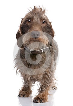 Brown Wire-haired dachshund (3 yeras old)