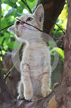 A brown and wite mixing colour kitten on a tree