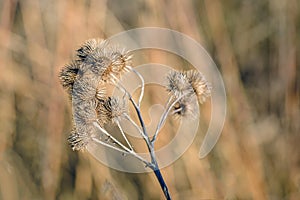 Brown withered lesser burdock stems and seedheads from close photo