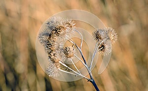 Brown withered lesser burdock stems and seedheads from close photo